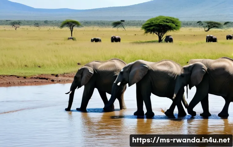 Terokai Syurga Ekowisata Rwanda: Pengalaman Alam Semula Jadi yang Takkan Dilupakan 3 르완다의 주요 에코투어 목적지 관련 이미지 1